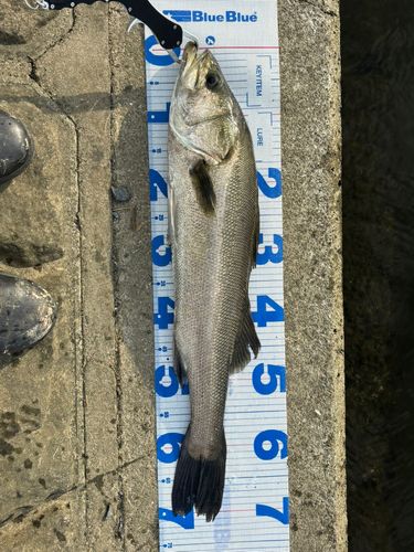 スズキの釣果