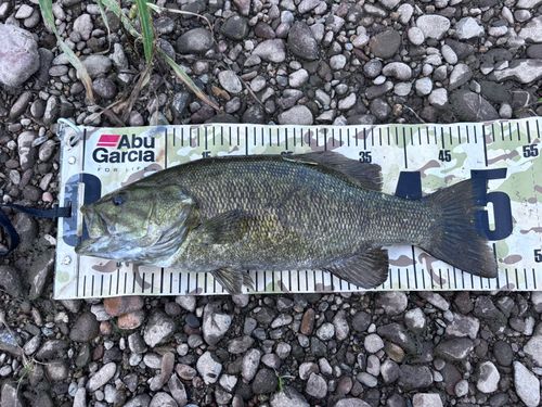 スモールマウスバスの釣果