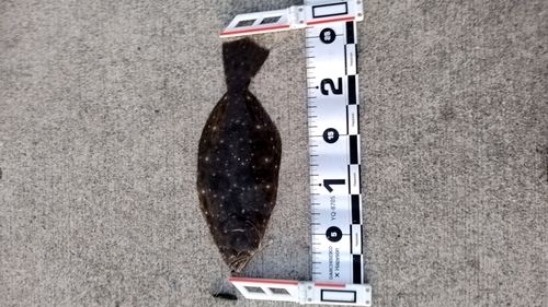 ソゲの釣果