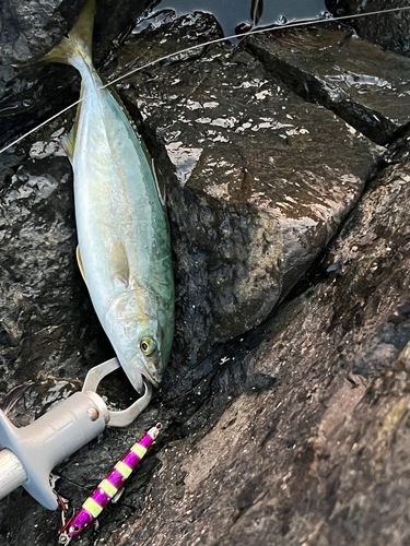 ワカシの釣果