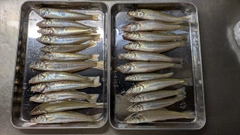 シロギスの釣果