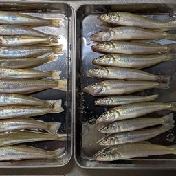 シロギス