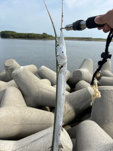 ダツの釣果