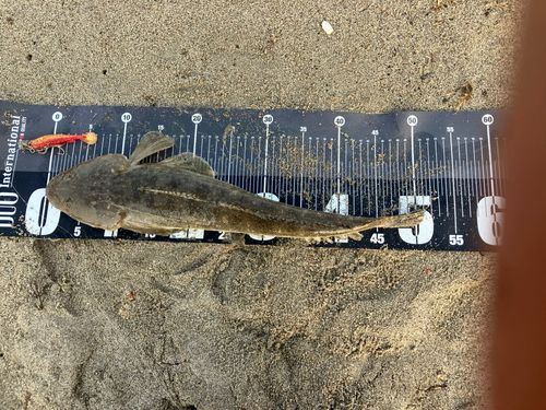マゴチの釣果