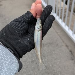 シロギス