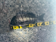 クロダイの釣果