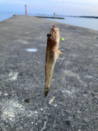 ハゼの釣果
