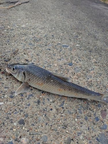 コイの釣果