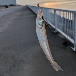 シロギス
