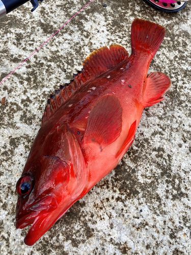 アカハタの釣果