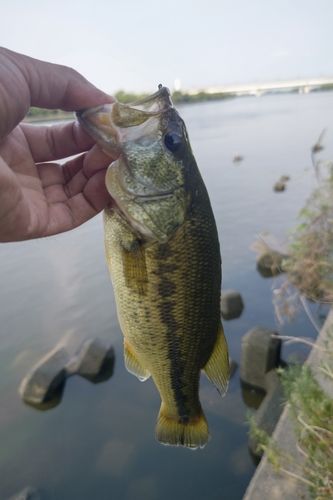 ラージマウスバスの釣果