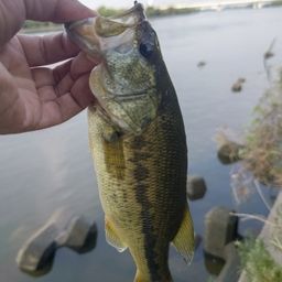 ラージマウスバス