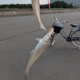 シロギス
