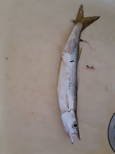 カマスの釣果
