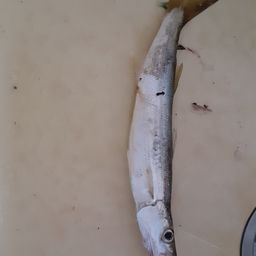 カマス