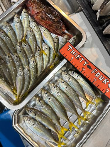マアジの釣果