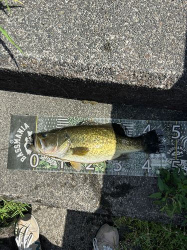ブラックバスの釣果