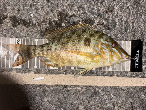 タマンの釣果