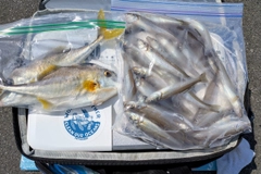 シロギスの釣果