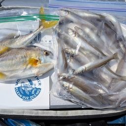 シロギス