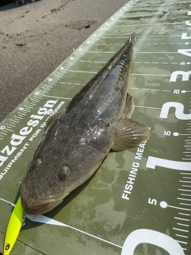 マゴチの釣果