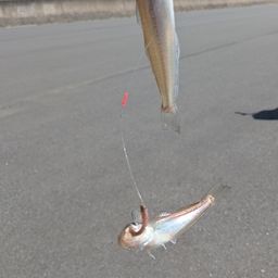 シロギス