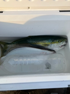 ツバスの釣果