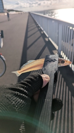 シロギスの釣果
