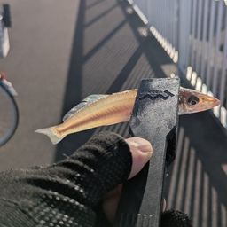 シロギス