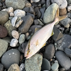ショゴの釣果