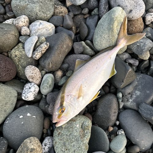 ショゴの釣果