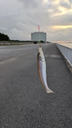 シロギスの釣果