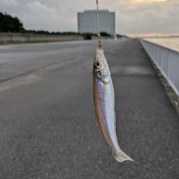 シロギス