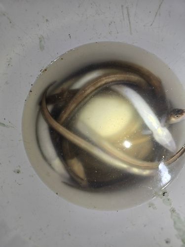 アナゴの釣果