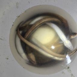 アナゴ