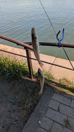 シロギスの釣果