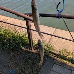 シロギス