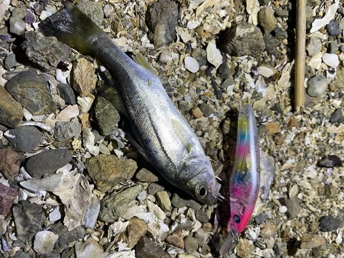 セイゴ（マルスズキ）の釣果