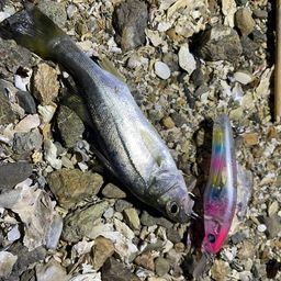 セイゴ（マルスズキ）