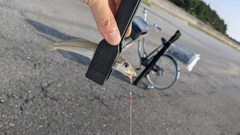 シロギスの釣果