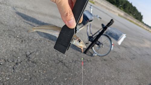 シロギスの釣果