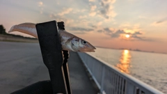 シロギスの釣果