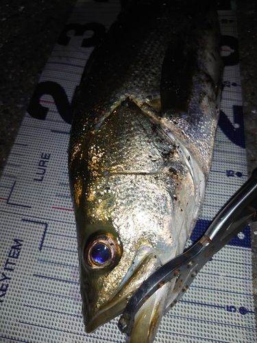 フッコ（マルスズキ）の釣果