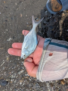 コバンアジの釣果