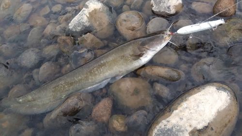 ナマズの釣果