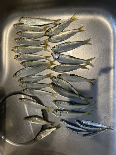 サッパの釣果