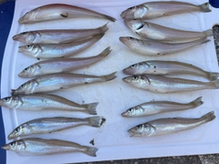 キスの釣果