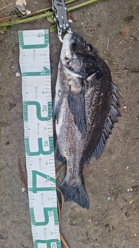 クロダイの釣果