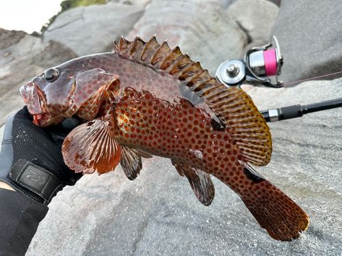 ノミノクチの釣果