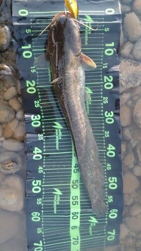 ナマズの釣果